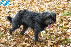 Mehr über den Artikel erfahren Bordoodle Züchter und Welpen in Bayern