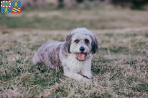 Mehr über den Artikel erfahren Bordoodle Züchter und Welpen in Bourgogne-Franche-Comté