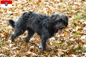 Mehr über den Artikel erfahren Bordoodle Züchter und Welpen in Hessen