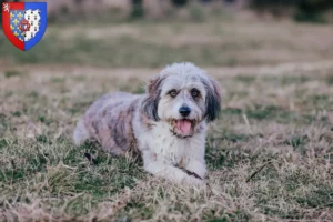 Mehr über den Artikel erfahren Bordoodle Züchter und Welpen in Pays de la Loire