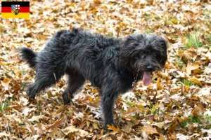 Mehr über den Artikel erfahren Bordoodle Züchter und Welpen im Saarland