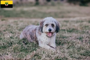 Mehr über den Artikel erfahren Bordoodle Züchter und Welpen in Sachsen-Anhalt