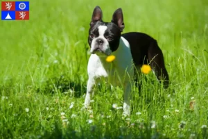 Mehr über den Artikel erfahren Boston Terrier Züchter und Welpen in Liberec