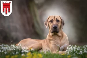 Mehr über den Artikel erfahren Broholmer Züchter und Welpen in Vorarlberg