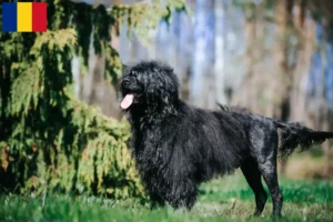 Mehr über den Artikel erfahren Cão de Agua português Züchter und Welpen in Rumänien