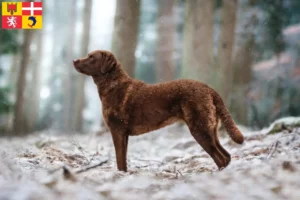 Mehr über den Artikel erfahren Chesapeake Bay Retriever Züchter und Welpen in Auvergne-Rhône-Alpes