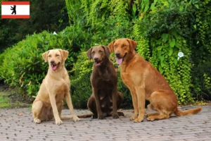 Mehr über den Artikel erfahren Chesapeake Bay Retriever Züchter und Welpen in Berlin