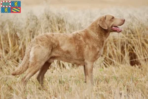 Mehr über den Artikel erfahren Chesapeake Bay Retriever Züchter und Welpen in Bourgogne-Franche-Comté