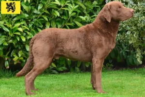 Mehr über den Artikel erfahren Chesapeake Bay Retriever Züchter und Welpen in Flandern