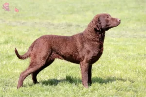 Mehr über den Artikel erfahren Chesapeake Bay Retriever Züchter und Welpen in Hovedstaden