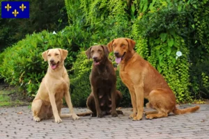 Mehr über den Artikel erfahren Chesapeake Bay Retriever Züchter und Welpen in Île-de-France