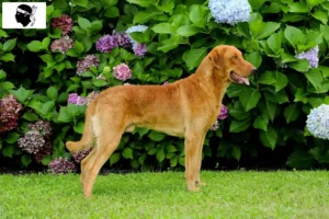 Mehr über den Artikel erfahren Chesapeake Bay Retriever Züchter und Welpen auf Korsika