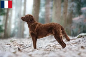 Mehr über den Artikel erfahren Chesapeake Bay Retriever Züchter und Welpen in Martinique