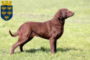 Mehr über den Artikel erfahren Chesapeake Bay Retriever Züchter und Welpen in Niederösterreich