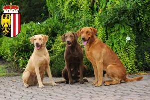 Mehr über den Artikel erfahren Chesapeake Bay Retriever Züchter und Welpen in Oberösterreich