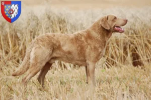 Mehr über den Artikel erfahren Chesapeake Bay Retriever Züchter und Welpen in Pays de la Loire