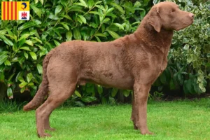 Mehr über den Artikel erfahren Chesapeake Bay Retriever Züchter und Welpen in der Provence-Alpes-Côte d’Azur