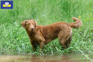 Mehr über den Artikel erfahren Chesapeake Bay Retriever Züchter und Welpen in Region Brüssel-Hauptstadt