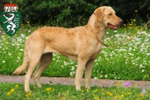 Mehr über den Artikel erfahren Chesapeake Bay Retriever Züchter und Welpen in der Steiermark