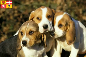 Mehr über den Artikel erfahren Chien d’Artois Züchter und Welpen in Auvergne-Rhône-Alpes