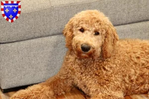 Mehr über den Artikel erfahren Goldendoodle Züchter und Welpen in Centre-Val de Loire