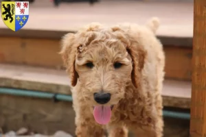 Mehr über den Artikel erfahren Goldendoodle Züchter und Welpen in Hauts-de-France