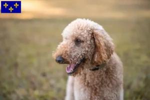 Mehr über den Artikel erfahren Goldendoodle Züchter und Welpen in Île-de-France