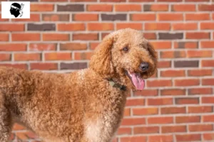 Mehr über den Artikel erfahren Goldendoodle Züchter und Welpen auf Korsika