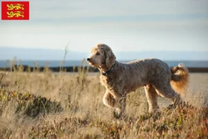 Mehr über den Artikel erfahren Goldendoodle Züchter und Welpen in der Normandie