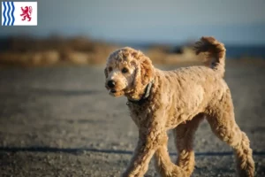 Mehr über den Artikel erfahren Goldendoodle Züchter und Welpen in Nouvelle-Aquitaine