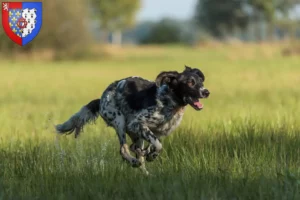 Mehr über den Artikel erfahren Großer Münsterländer Züchter und Welpen in Pays de la Loire