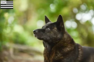 Mehr über den Artikel erfahren Kai Züchter und Welpen in der Bretagne