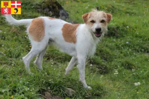 Mehr über den Artikel erfahren Kromfohrländer Züchter und Welpen in Auvergne-Rhône-Alpes