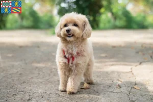 Mehr über den Artikel erfahren Maltipoo Züchter und Welpen in Bourgogne-Franche-Comté