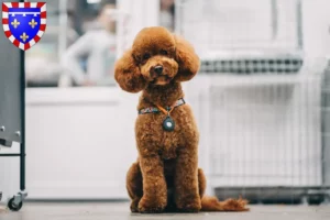 Mehr über den Artikel erfahren Maltipoo Züchter und Welpen in Centre-Val de Loire