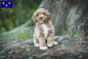 Mehr über den Artikel erfahren Maltipoo Züchter und Welpen in Île-de-France