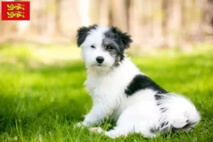 Mehr über den Artikel erfahren Maltipoo Züchter und Welpen in der Normandie