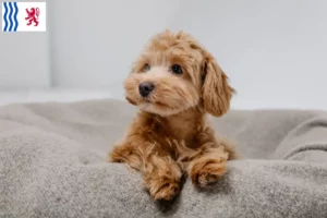 Mehr über den Artikel erfahren Maltipoo Züchter und Welpen in Nouvelle-Aquitaine