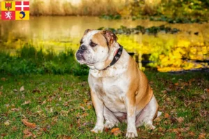 Mehr über den Artikel erfahren Olde English Bulldogge Züchter und Welpen in Auvergne-Rhône-Alpes