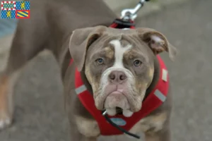 Mehr über den Artikel erfahren Olde English Bulldogge Züchter und Welpen in Bourgogne-Franche-Comté