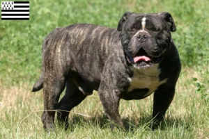 Mehr über den Artikel erfahren Olde English Bulldogge Züchter und Welpen in der Bretagne