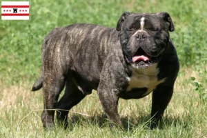 Mehr über den Artikel erfahren Olde English Bulldogge Züchter und Welpen in Drenthe