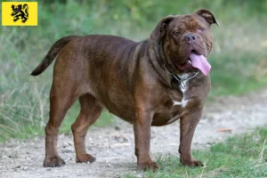 Mehr über den Artikel erfahren Olde English Bulldogge Züchter und Welpen in Flandern