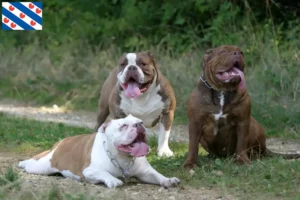 Mehr über den Artikel erfahren Olde English Bulldogge Züchter und Welpen in Friesland