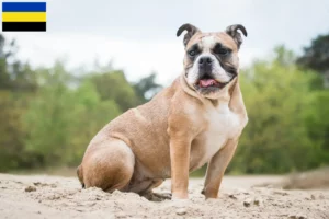 Mehr über den Artikel erfahren Olde English Bulldogge Züchter und Welpen in Gelderland