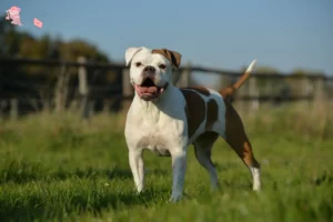 Mehr über den Artikel erfahren Olde English Bulldogge Züchter und Welpen in Hovedstaden