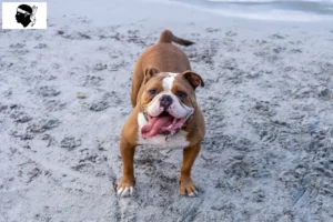 Mehr über den Artikel erfahren Olde English Bulldogge Züchter und Welpen auf Korsika