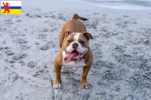 Mehr über den Artikel erfahren Olde English Bulldogge Züchter und Welpen in Limburg