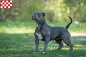 Mehr über den Artikel erfahren Olde English Bulldogge Züchter und Welpen in Nordbrabant