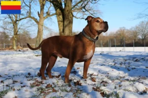 Mehr über den Artikel erfahren Olde English Bulldogge Züchter und Welpen in Nordholland